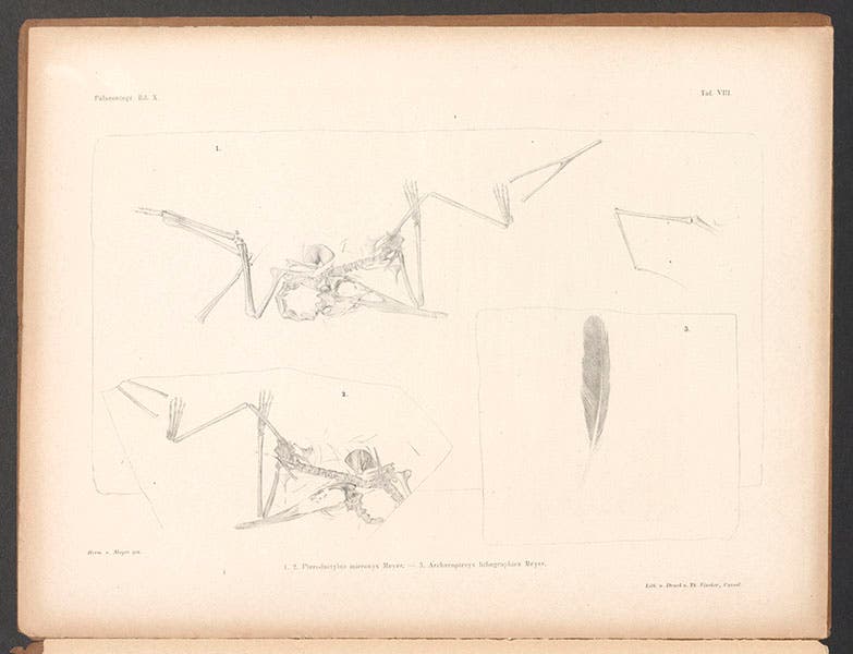 Plate accompanying Hermann von Meyer’s paper, showing two views of a pterodactyl skeleton and the Archaeopteryx feather, 1861; for a detail, see first image (Linda Hall Library)