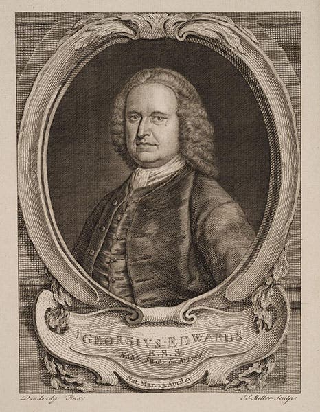 Portrait of George Edwards, engraved frontispiece, Gleanings of Natural History, by George Edwards, vol. 1, 1758 (search.library.wisc.edu