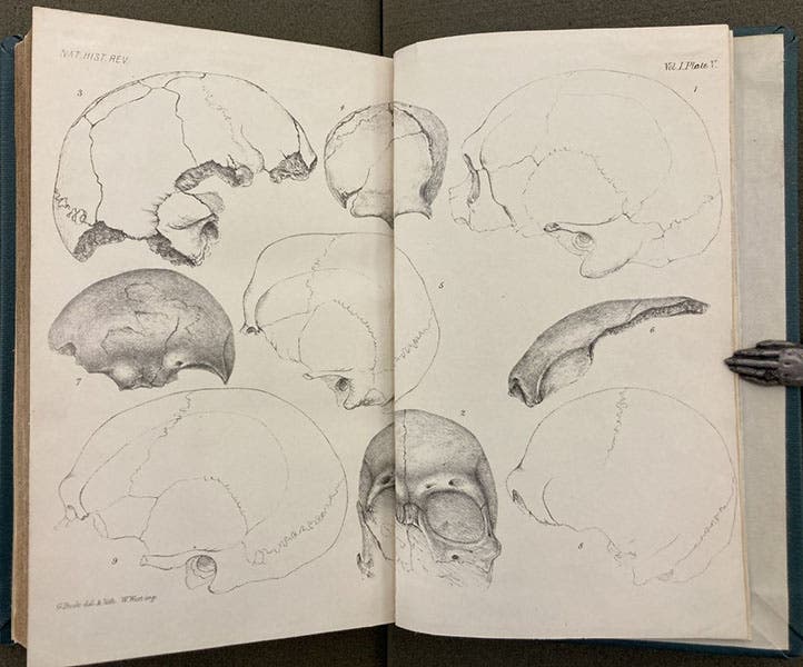 Neanderthal 1 skull, found by Hermann Schaafhausen in 1856, here drawn from a cast by George Busk, for Natural History Review, vol. 1, 1861 (Linda Hall Library)