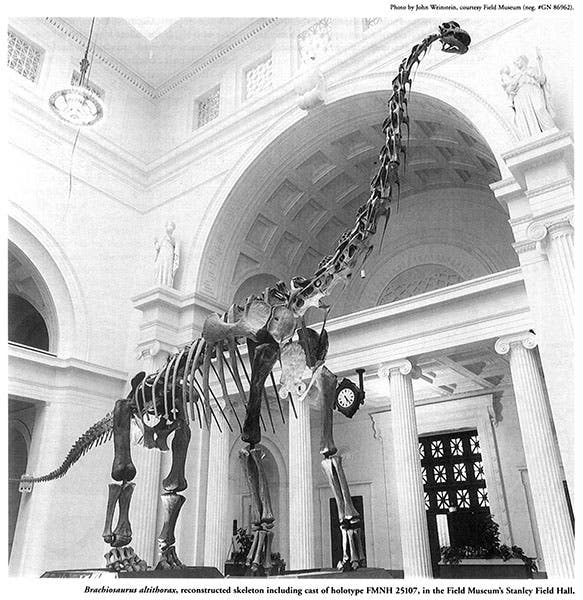 Brachiosaurus mount inside the Field Museum of Natural History, using casts of the original bones found by Riggs and Menke in 1900, and sculpted parts for the missing bones, in place from 1993 to 2000, since moved to O’Hare airport (svpow.com)