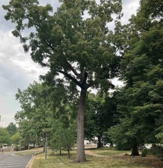 Black Walnut summer