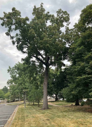Black Walnut summer