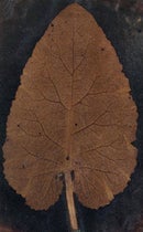 “The Leaf,” a photogram, once thought to be the work of Thomas Wedgwood (photomuseumireland.ie)