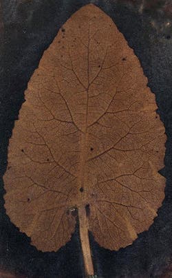 “The Leaf,” a photogram, once thought to be the work of Thomas Wedgwood (photomuseumireland.ie)