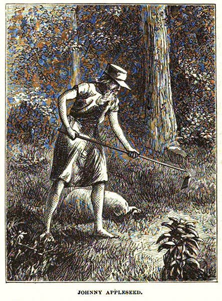 Johnny Appleseed (John Chapman), woodcut in Harper’s New Monthly Magazine, vol. 43, no. 258, Nov. 1871 (Harvard University copy on hathitrust.org)