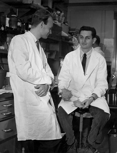 Marshall Nirenberg (right) and his first postdoctoral fellow, Heinrich Matthaei, photograph, 1961, National Institutes of Health (Wikimedia commons)