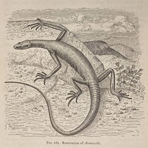 Araeoscelis, a Lower Permian reptile from Texas, restoration by Samuel Wendell Williston, in his The Osteology of the Reptiles, ed. by William King Gregory, 1925 (Linda Hall Library)