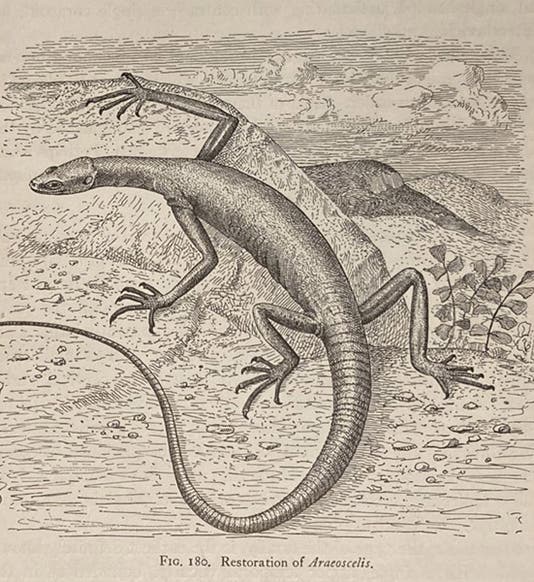 Araeoscelis, a Lower Permian reptile from Texas, restoration by Samuel Wendell Williston, in his The Osteology of the Reptiles, ed. by William King Gregory, 1925 (Linda Hall Library)