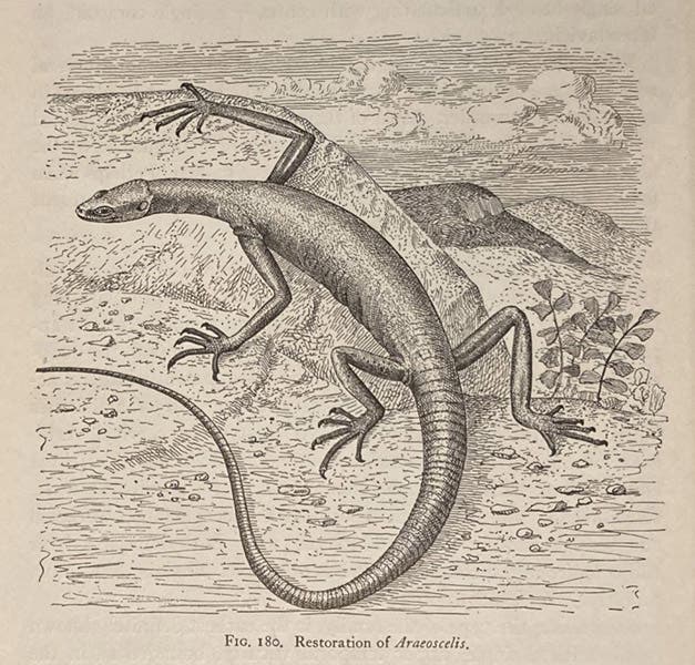 Araeoscelis, a Lower Permian reptile from Texas, restoration by Samuel Wendell Williston, in his The Osteology of the Reptiles, ed. by William King Gregory, 1925 (Linda Hall Library)