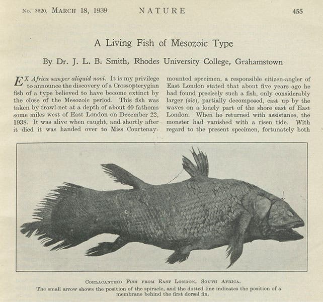 First page of “A living fish of Mesozoic type,” by J.L.B. Smith, submitted Mar. 18, 1939, and printed in Nature, vol. 143, 1939 (Linda Hall Library)