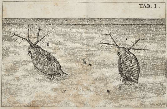 <i>Daphnia</i>, engraved plate, Jan Swammerdam, Historia insectorum generalis, 1669 (Linda Hall Library) 
