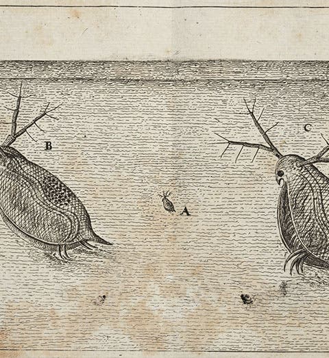 <i>Daphnia</i>, engraved plate, Jan Swammerdam, Historia insectorum generalis, 1669 (Linda Hall Library)
