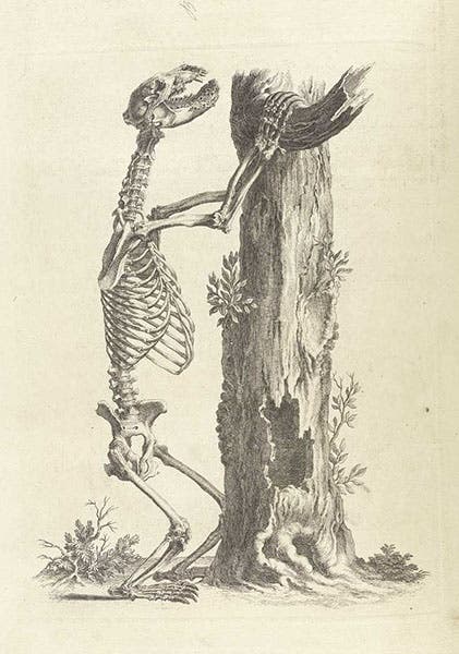 Bear skeleton, frontispiece to chapter 4, engraving in Osteographia, or the Anatomy of the Bones, by William Cheselden, 1733, National Library of Medicine  (nlm.nih.gov)