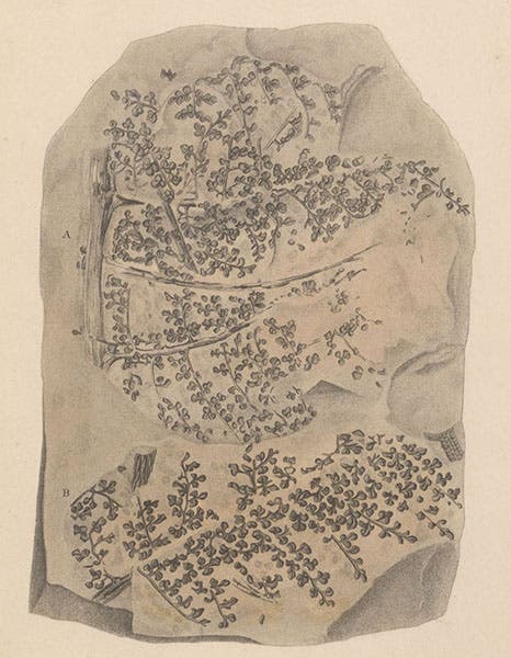 “Trifoliate sphenopterite,” a clover-like fern, from a Yorkshire colliery, engraving in A Pictorial Atlas of Fossil Remains, by Gideon Mantell, plate 29, 1850 (Linda Hall Library)