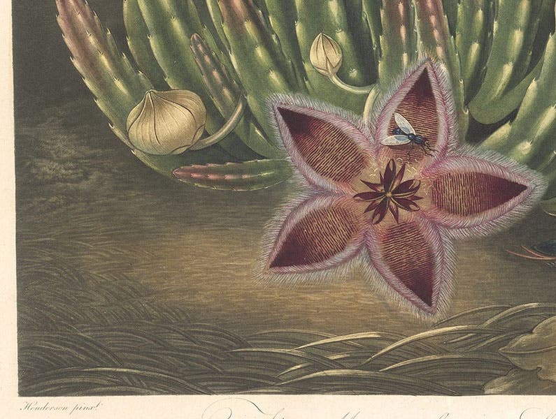 Detail of sixth image, The Maggot-bearing Stapelia, showing Henderson’s signature at bottom left, engraving after a painting by Peter Henderson, 1801, in The Temple of Flora, by Robert Thornton, 1807 (Linda Hall Library)