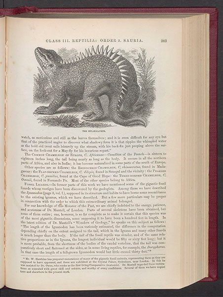 Hylaeosaurus, wood engraving, from Samuel G. Goodrich, Illustrated Natural History, 1859 (Linda Hall Library)