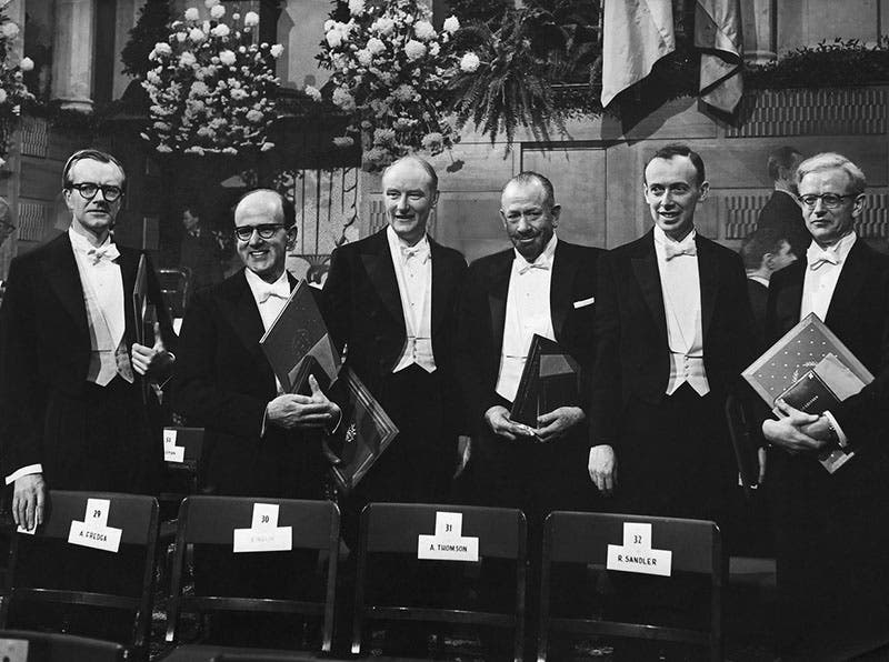 Group photograph of the 1962 Nobel Prize winners in Stockholm, with John Kendrew at far right, next to James Watson. The three on the left are Maurice Wilkins, Max Perutz, and Francis Crick. Novelist John Steinbeck, third from right, looks quite uncomfortable in the company of men who speak an entirely different language (www.achievement.org)