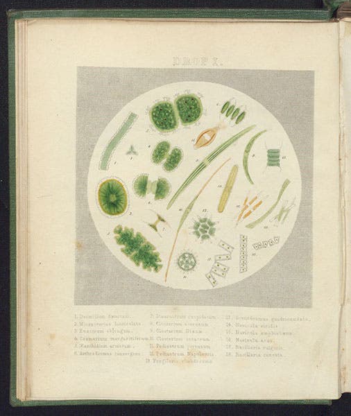 “Drop I,” showing various genera of green algae, hand-colored lithograph by “Achilles,” in Drops of Water, by Agnes Catlow, 1851 (Linda Hall Library)
