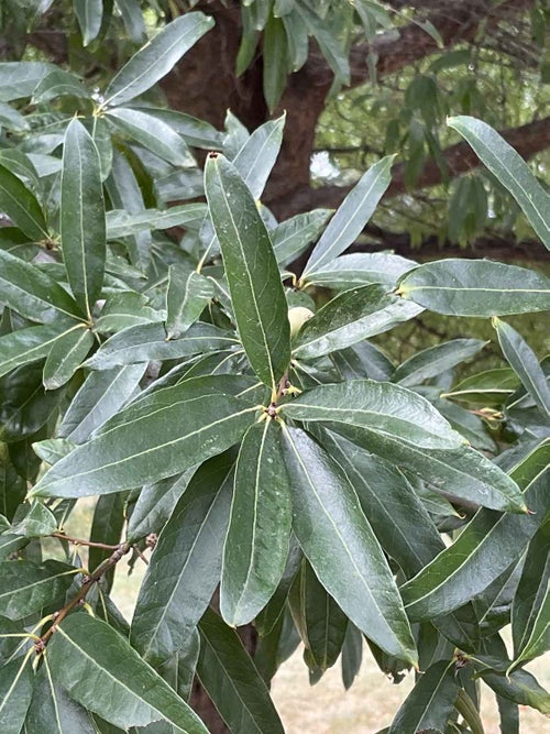 Willow Oak leaf