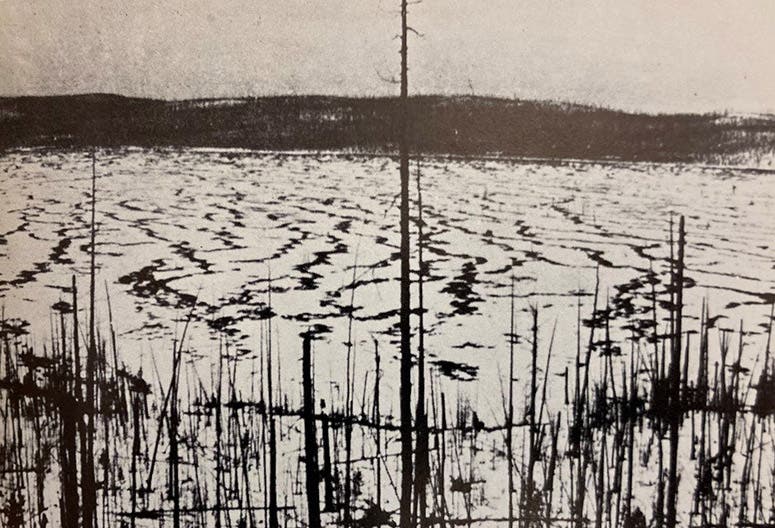 View of “telegraph-pole forest,” at the center of the region affected by the Tunguska event, photograph taken on the Leonid Kulik expedition, 1927, reproduced in The Fire Came By: The Riddle of the Great Siberian Explosion, John Baxter and Thomas Atkins, Doubleday, 1976 (Linda Hall Library)