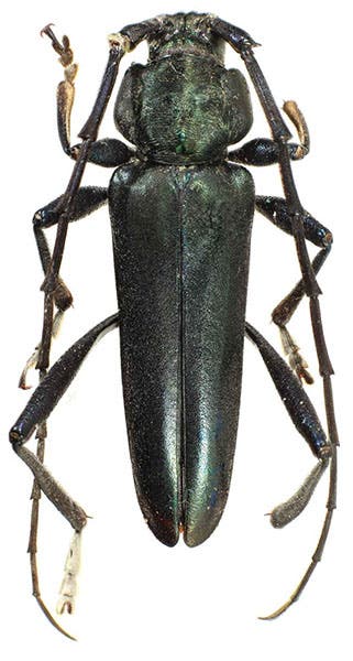 Pseudictator kingsleyae, a longhorn beetle collected by Mary H. Kingsley, West Africa, ca 1895, Natural History Museum, London (Wikimedia commons)