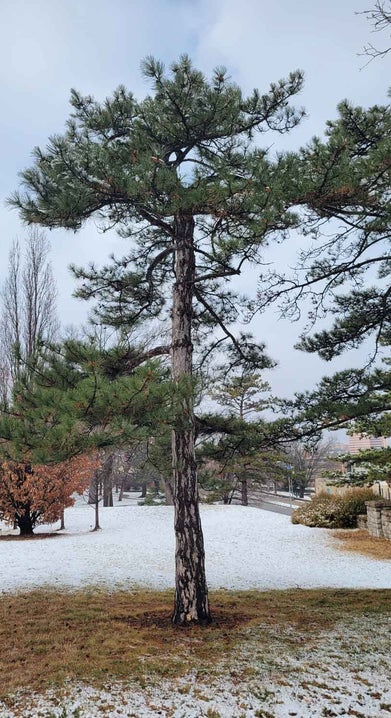 Austrian Pine winter