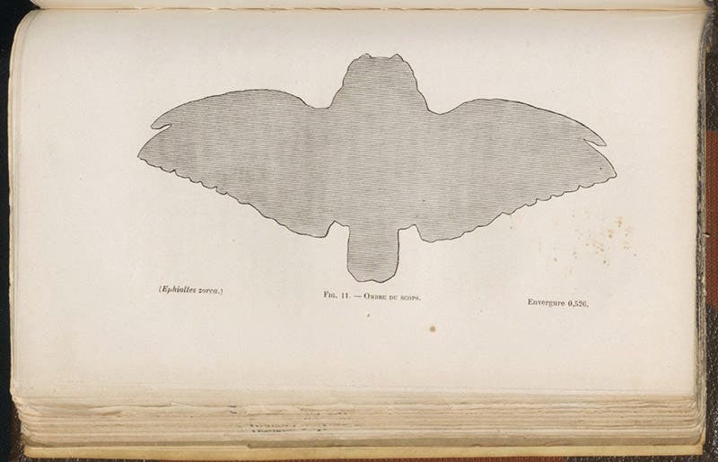 Silhouette of an owl, Louis Mouillard, L'Empire de l'Air, 1881 (Linda Hall Library)