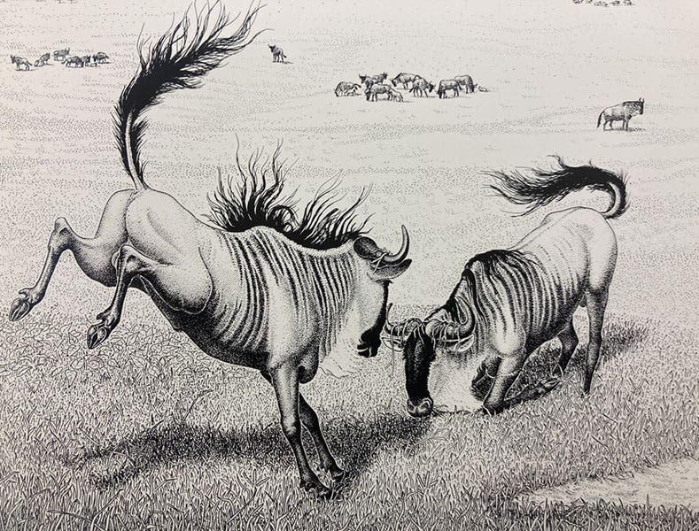 Blue wildebeest, pen and ink drawing by Sarah Landry, detail of offprint from Sociobiology: The New Synthesis, by E.O. Wilson, fig. 24-3, pp. 492-3, 1975 (Dava Sobel)