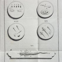 Observations of microscopic life, engraving, Dissertazioni di fisica animale, e vegetabile dell' Abate Spallanzani, vol. 2, plate 3 at end, 1780 (Linda Hall Library)