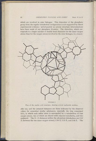 Proposed triple-helix structure for DNA, with bases sticking out, diagram in