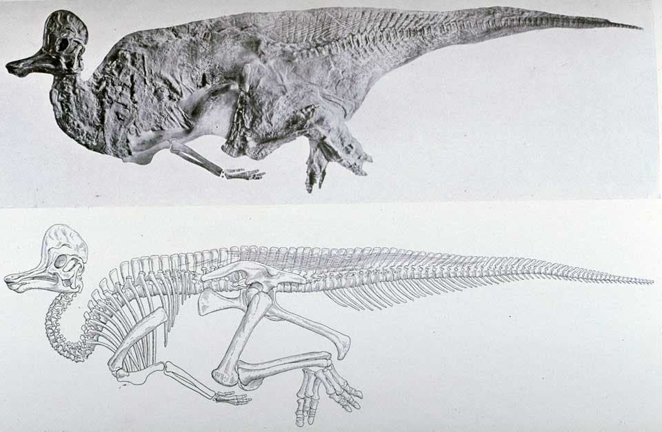 Photograph and illustration of Corythosaurus skeleton. This work was on display in the original exhibition as item 29. Image source: Brown, Barnum. "Corythosaurus casuarius: Skeleton, musculature and epidermis," in: Bulletin of the American Museum of Natural History, vol. 35 (1916), pl. 13.