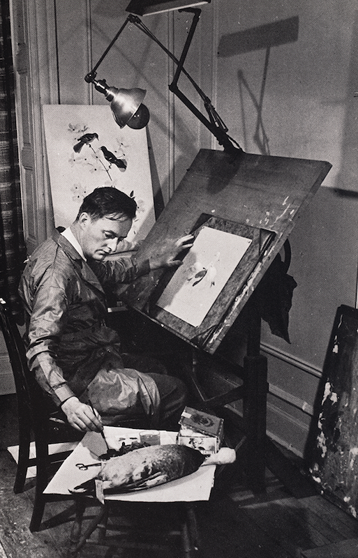 Roger Tory Peterson (1903-1997) at work in his studio. The success of his bird field guides did more to popularize birding in the U.S. than any other author. Photograph by Edwin Way Teale, Audubon Magazine, vol. 44, no. 6, 1942. View Source.