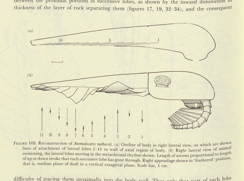 Restoration on paper of Anomalocaris, a swimming organism from the Burgess Shale, Harry Whittington and Derek Briggs, “The largest Cambrian animal, Anomalocaris,” Philosophical Transactions of the Royal Society of London, ser. B, vol. 309, 1985 (Linda Hall Library)