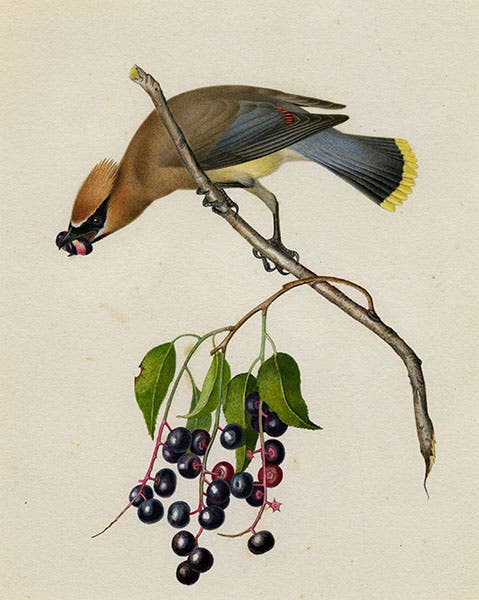 Cedar waxwing on choke-cherry branch, watercolor by Isaac Spague, undated, Boston Athenaeum (cdm.bostonathenaeum.org)
