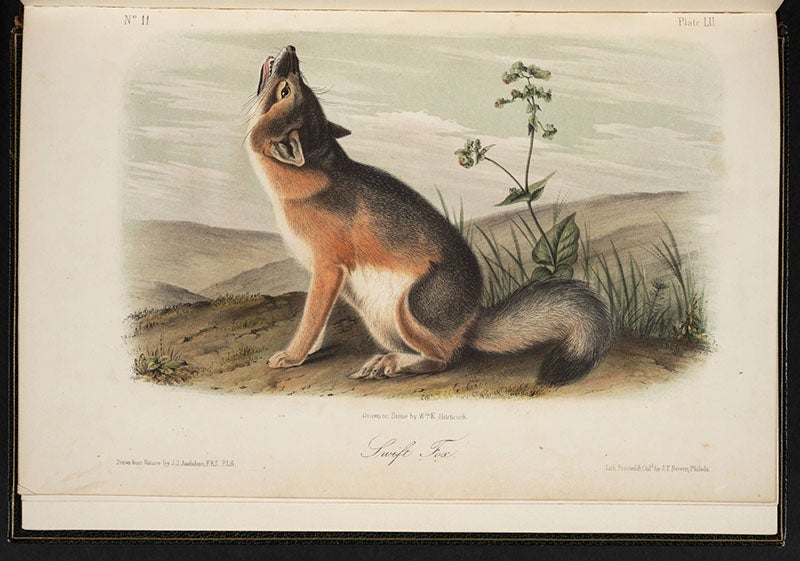 Swift fox, John James Audubon, Quadrupeds of North America, 1849-54 (Linda Hall Library)