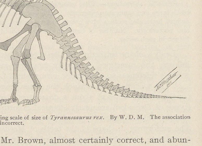Detail of restoration of Tyrannosaurus rex, signature of W. D. Matthew, Bulletin of the American Museum of Natural History, vol. 21, p. 262, 1905 (Linda Hall Library)