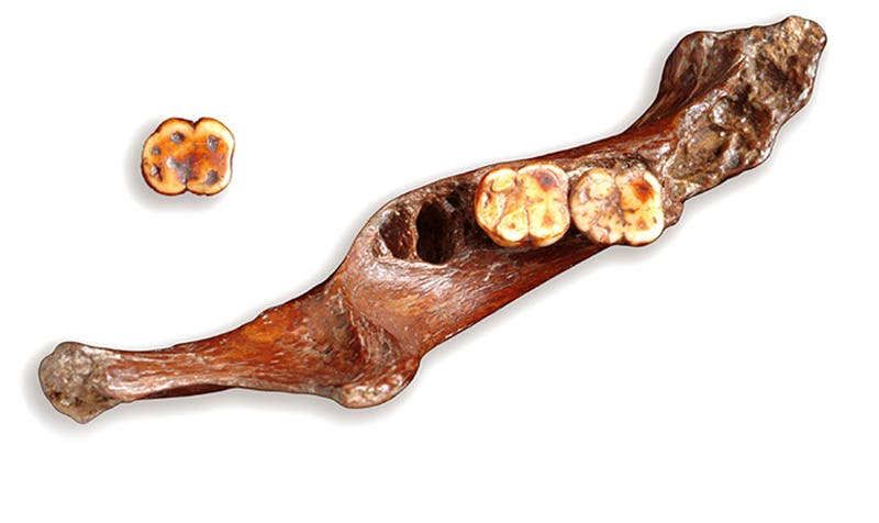 The jawbone unearthed by Dawson in 1912, with a molar discovered later, modern photo (Natural History Museum, London)