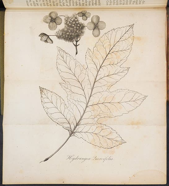 Drawing of the oak-leaf hydrangea, by William Bartram, engraving in his Travels, 1792 London edition (Linda Hall Library)