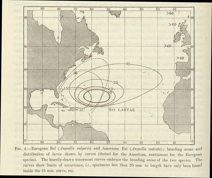 Map narrowing the breeding location of the European eel to the Sargasso Sea, the circles defined by decreasing larvae size, in “The breeding places of the eel,” by Johannes Schmidt, Philosophical Transactions of the Royal Society of London, ser. B, vol. 211, 1922 (Linda Hall Library)