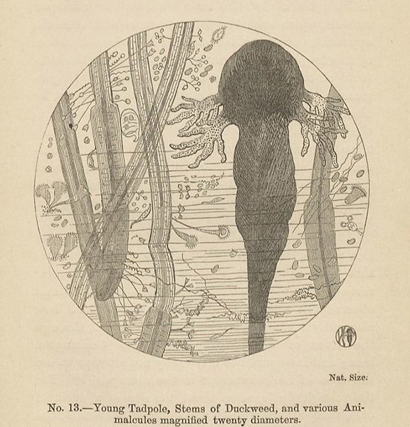 Duckweed and a tadpole, text wood engraving, Mary Ward, The Microscope, 3rd ed., 1869 (Linda Hall Library)