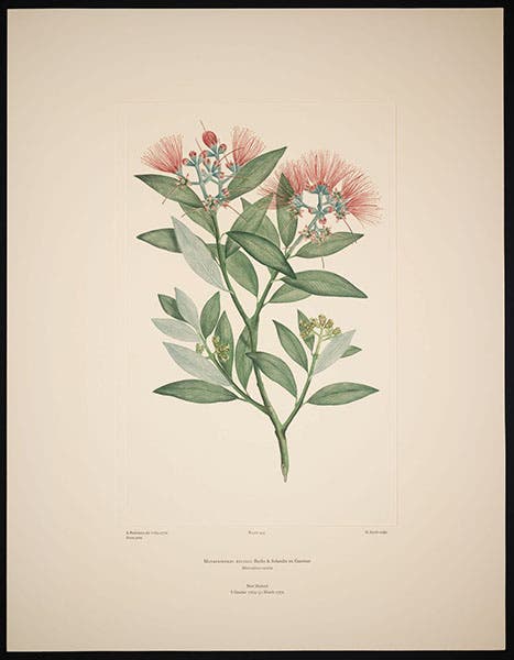 Metrosideros excelsa, Pohutukawa or New Zealand Christmas tree, drawn 1769-70 by Sydney Parkinson, engraved by G. Smith before 1784, printed in color by Alecto Historical Editions, Banks Florilegium, plate 445, 1980-90 (Linda Hall Library)