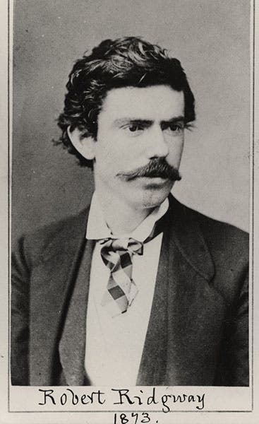 Portrait of Robert Ridgway, clipping of printed photograph, 1873, Smithsonian Institution achives (siarchives.si.edu)