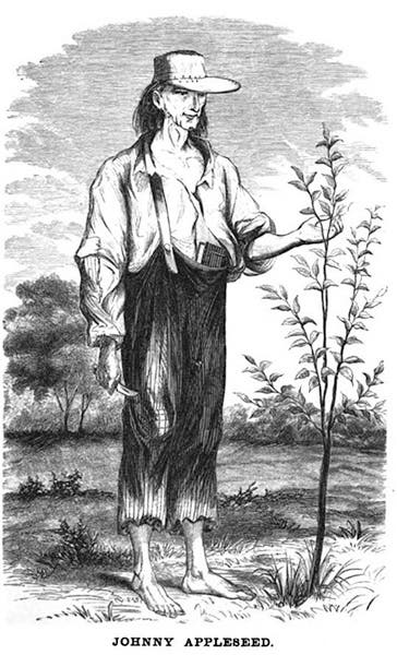 Portrait of Johnny Appleseed (John Chapman), A History of … Ashland County, by H.S. Knapp, 1862 (Wikimedia Commons)