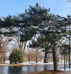 Austrian Pine winter