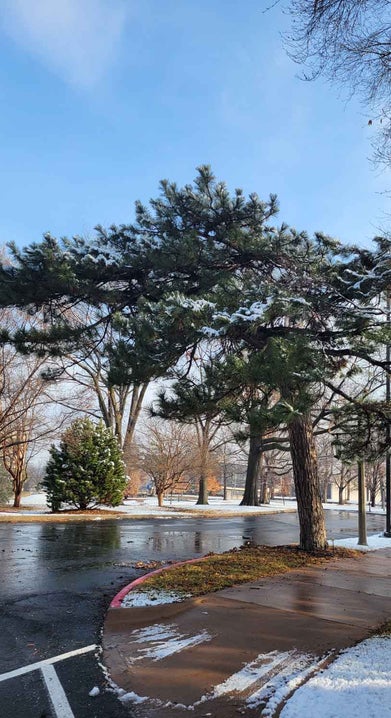 Austrian Pine winter