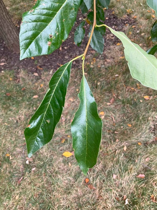 Black gum, Tupelo leaf