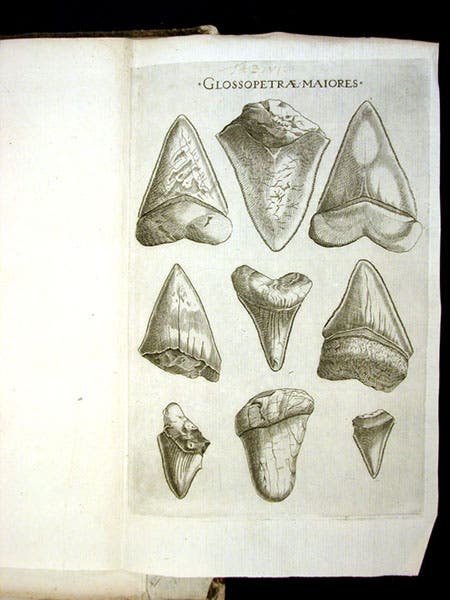 Fossil tonguestones, engraving from Elementorum myologiae specimen, by Nicolaus Steno, 1667 (Linda Hall Library)