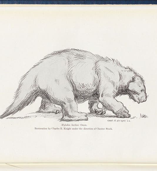Life restoration of Mylodon harlani (now Paramylodon harlani), charcoal drawing by Charles Knight, in Cenozoic Gravigrade Edentates of Western North America, by Chester Stock, plate 45 at end, 1925 (Linda Hall Library)