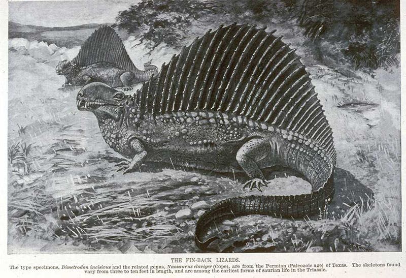 Dimetrodon, photo-reproduction of a watercolor by Charles R. Knight, Century Magazine, p. 13, Nov. 1897 (Linda Hall Library)