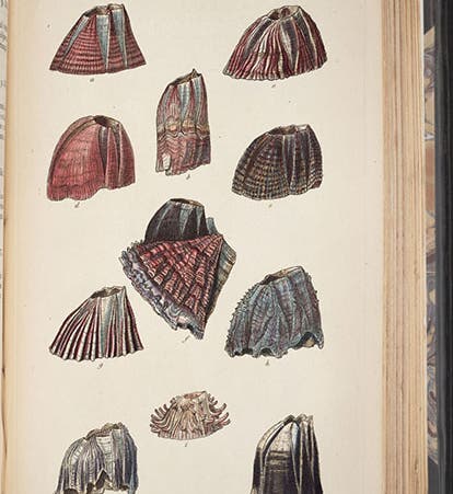 Various Balanidae (sessile barnacles), hand-colored engraving by George Sowerby, , in A Monograph on the Sub-Class Cirripedia, with Figures of All the Species, Vol. 2: The Balanidae, by Charles Darwin, 1854 (Linda Hall Library)